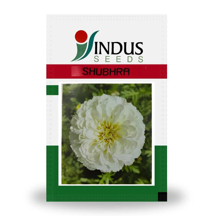 SHUBHRA BIJILEE INDUS SEEDS