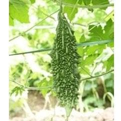VNR AKASH BITTER GOURD SEEDS (आकाश करेला )