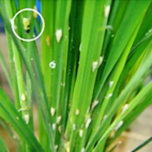 TAPUZ INSECTICIDE