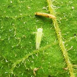 TAPUZ INSECTICIDE