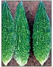 VNR 22 BITTER GOURD SEEDS ( वी एन आर 22 करेला )