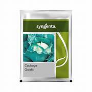 SYNGENTA QUISTO SEEDS  (2500N)  CABBAGE HYBRID