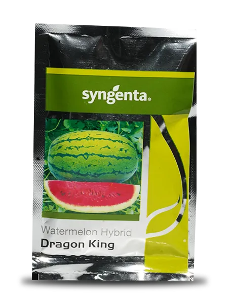 DRAGON KING WATERMELON SEEDS, TYPE- JUBILEE LIGHT GREEN WITH DARK GREEN STRIPS