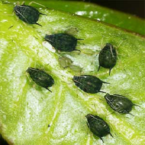 TAFGOR INSECTICIDE