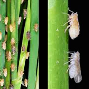 TAFGOR INSECTICIDE