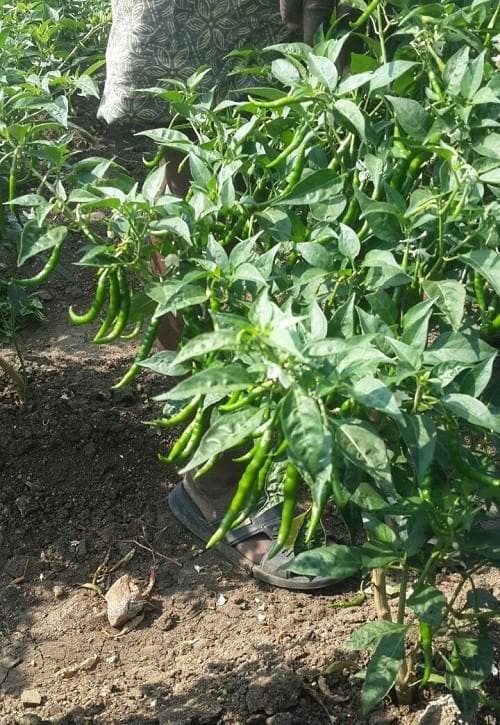TEJASWINI CHILLI